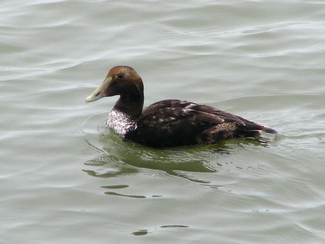 Common Eider